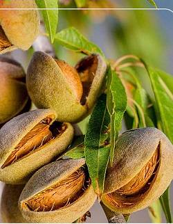 بادام کاغذی تازه